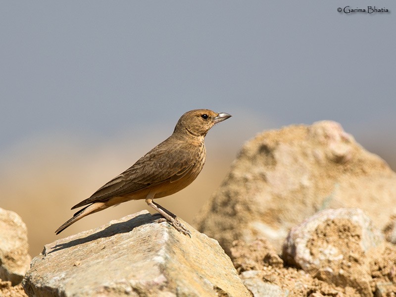 Rufous-tailed Lark - ML47212421