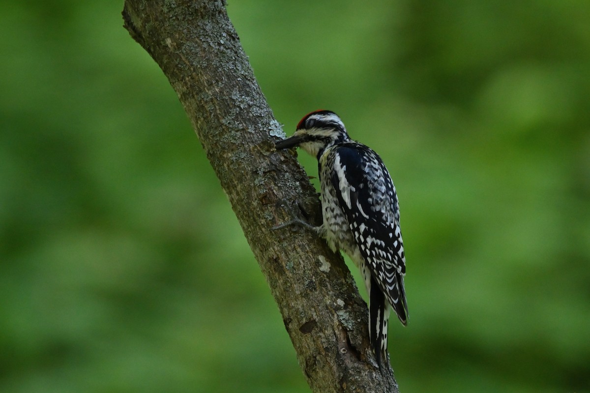 Yellow-bellied Sapsucker - ML472124811