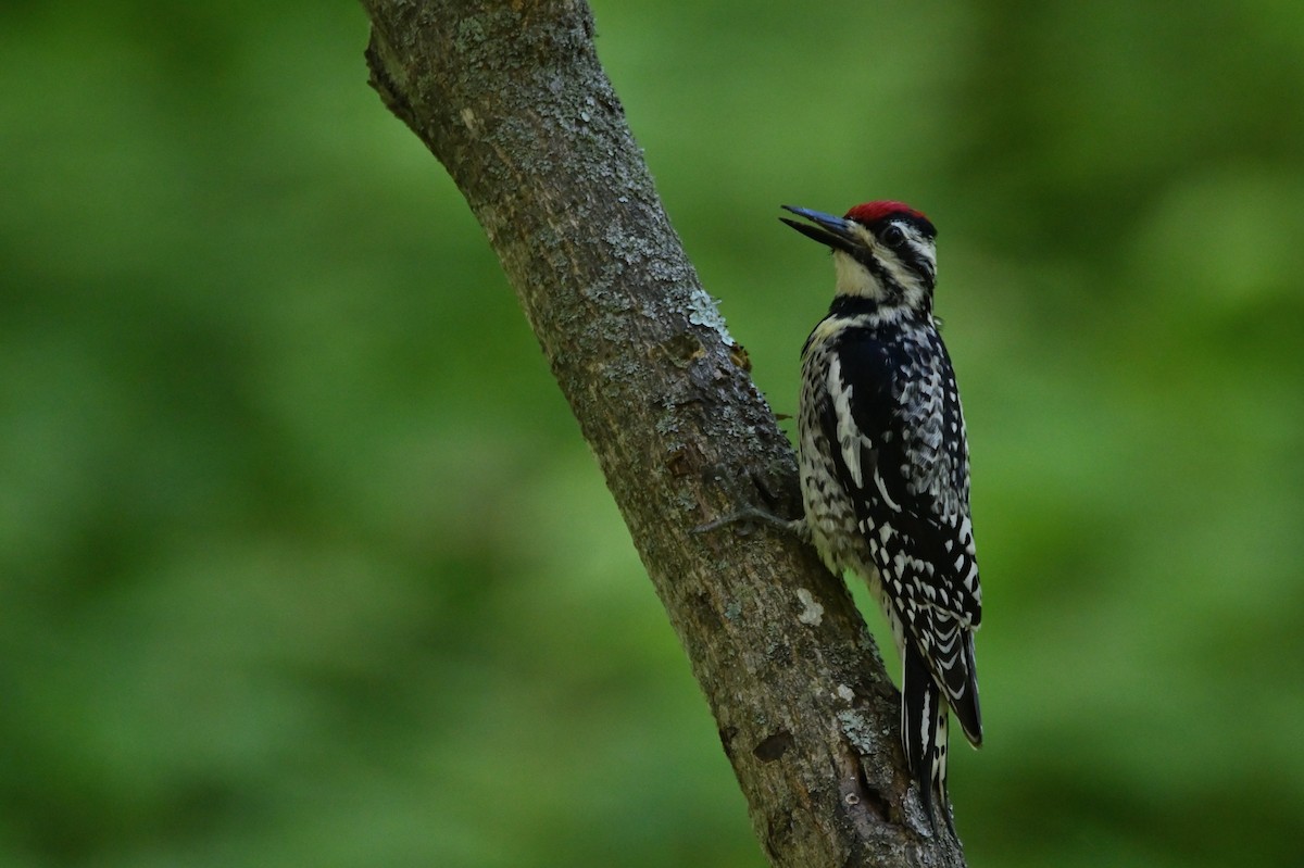 Yellow-bellied Sapsucker - ML472124821