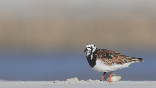 Ruddy Turnstone - ML472124971