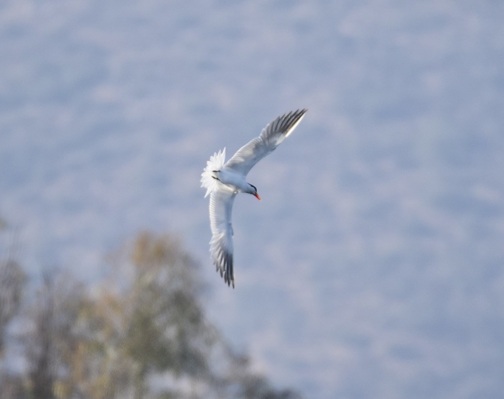 Caspian Tern - ML472125451