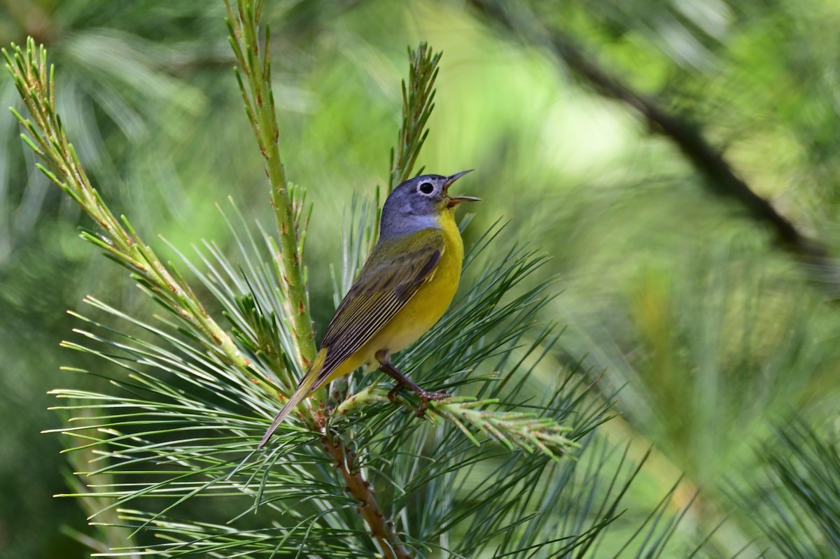 Nashville Warbler - ML472126291