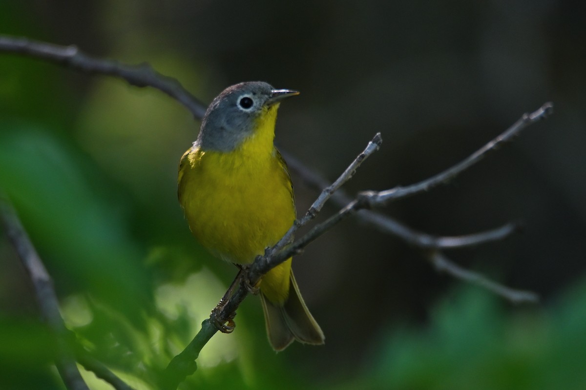 Nashville Warbler - ML472126511