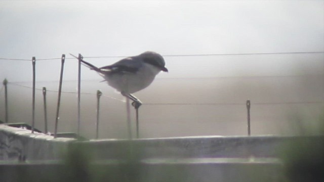 Loggerhead Shrike - ML472127191