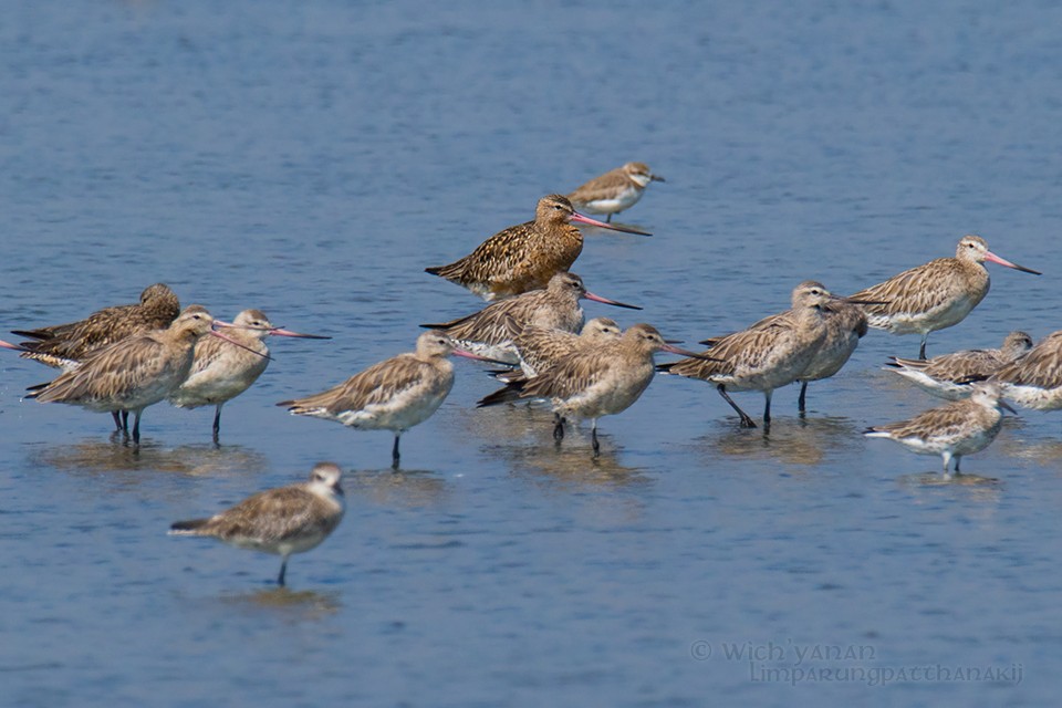 Bar-tailed Godwit (Siberian) - ML47212791