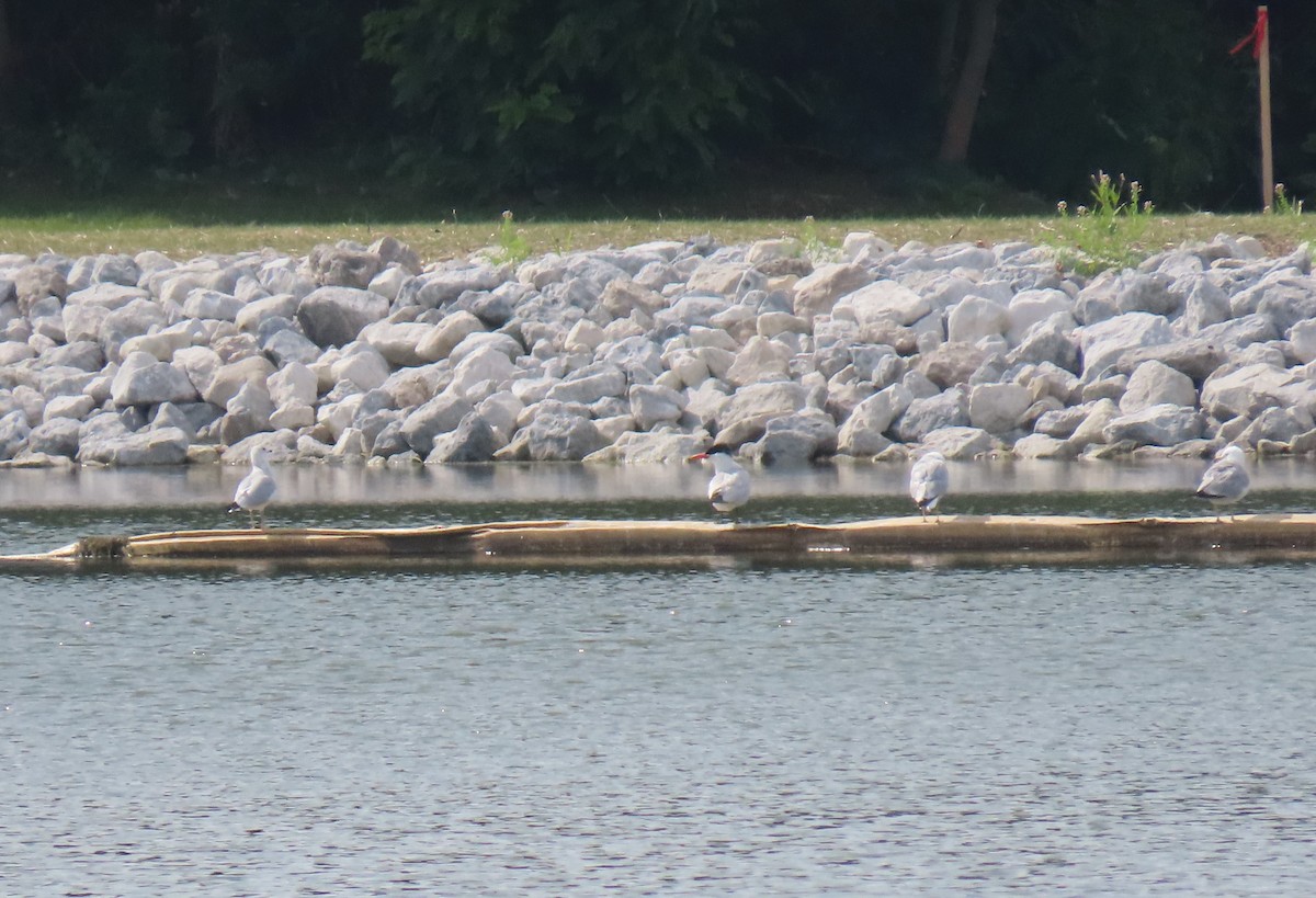 Caspian Tern - Susan Carpenter