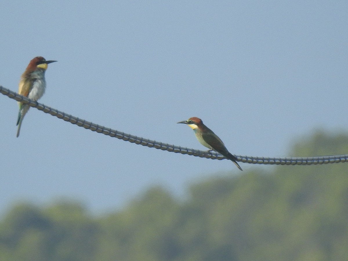 European Bee-eater - ML472129491
