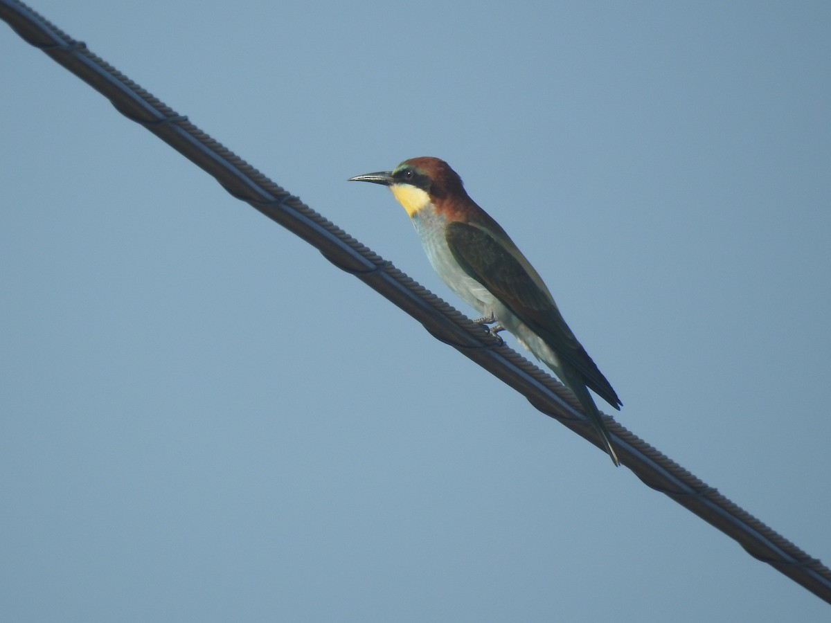 European Bee-eater - Eric Mozas Casamayor