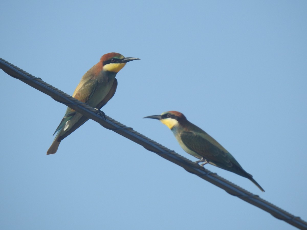 European Bee-eater - ML472129511