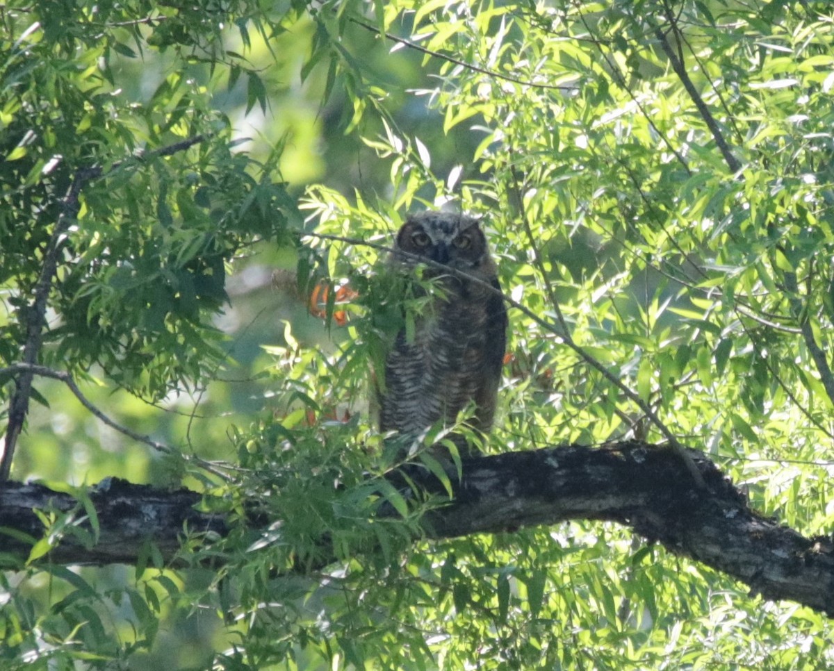 Great Horned Owl - ML472130761