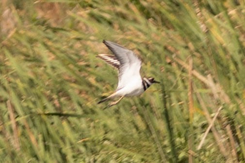 Killdeer - ML472131241