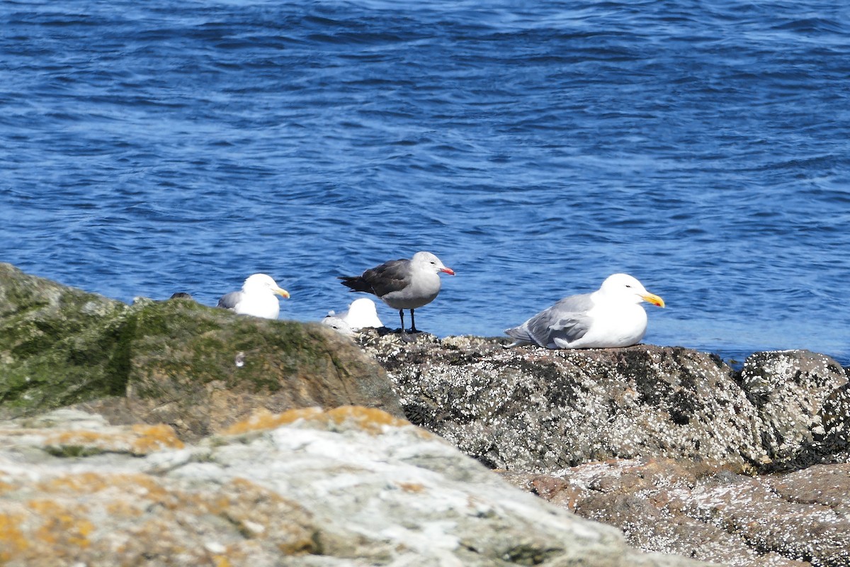 Heermann's Gull - ML472131791