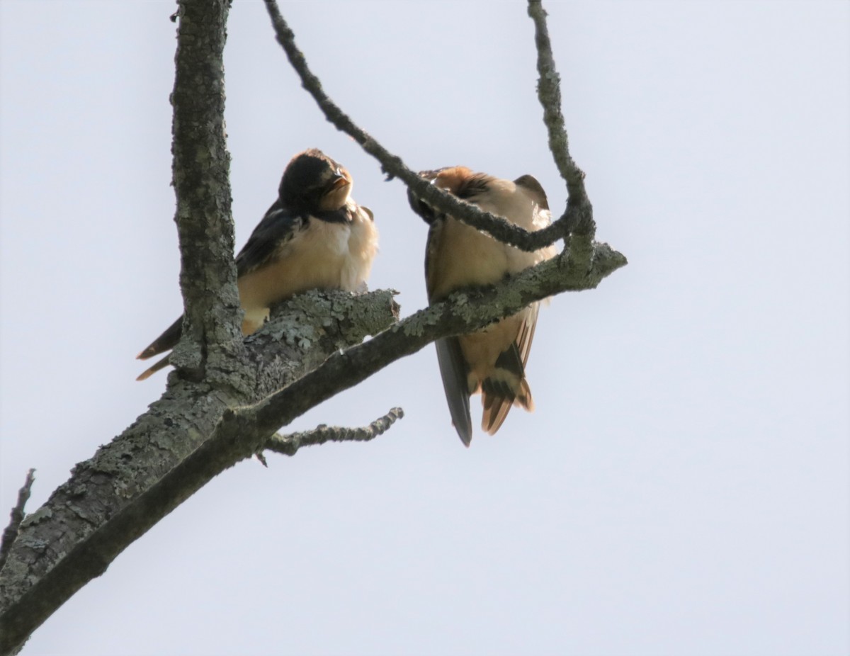 Barn Swallow - ML472132201