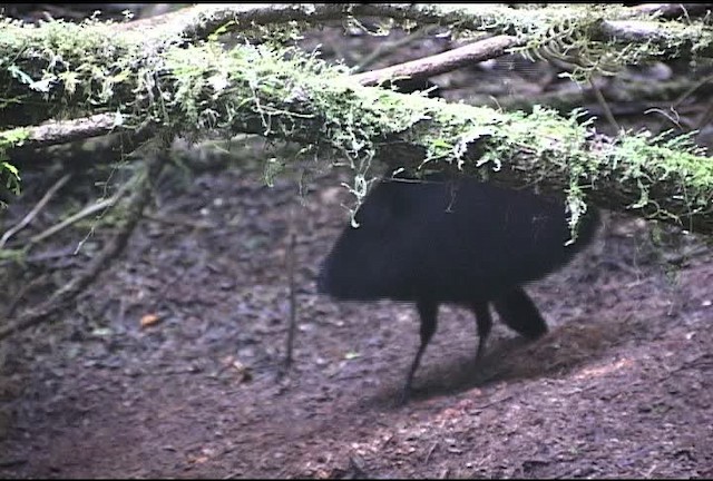 Wahnes's Parotia - ML472133