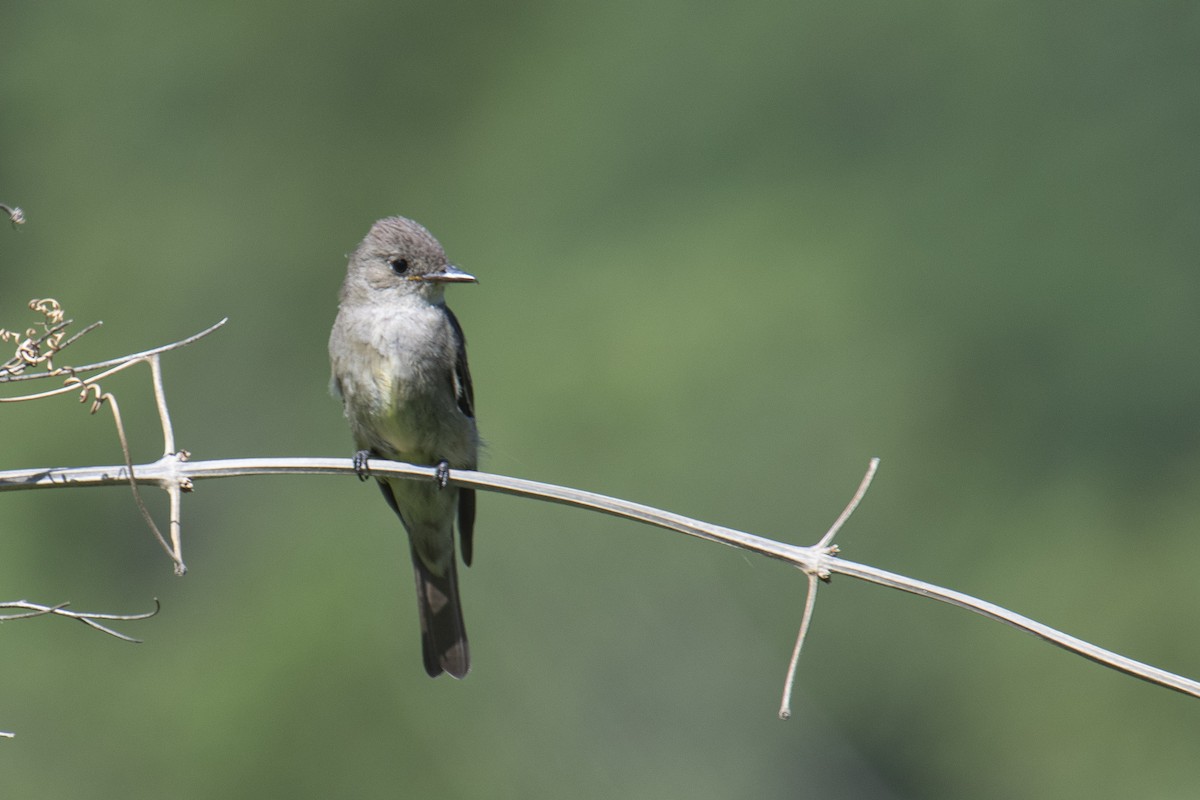 Western Wood-Pewee - ML472133151