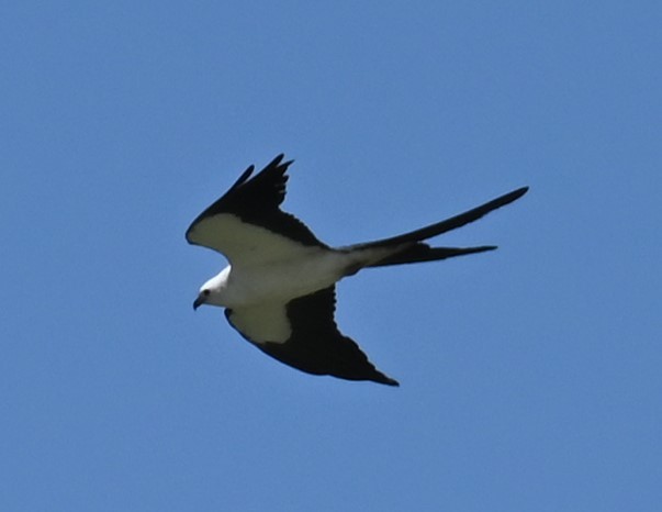 Swallow-tailed Kite - ML472133251