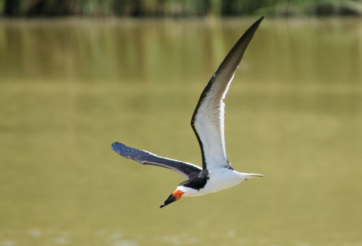 Black Skimmer - ML472133581