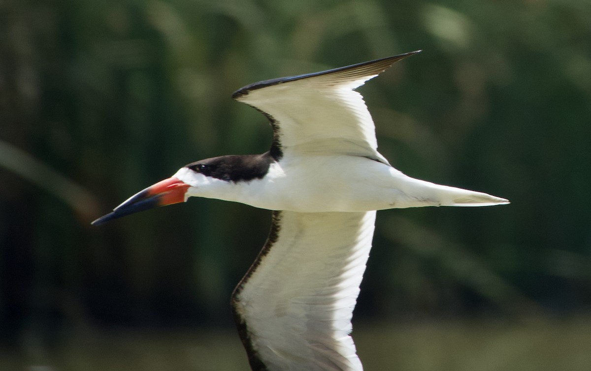 Black Skimmer - ML472133621