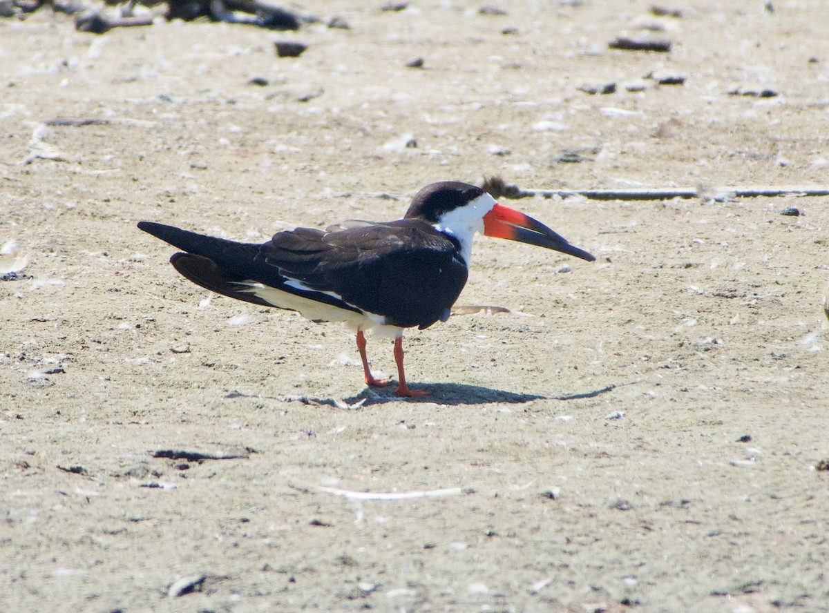 Black Skimmer - ML472133631