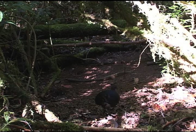 Molukken-Großfußhuhn [freycinet-Gruppe] - ML472134