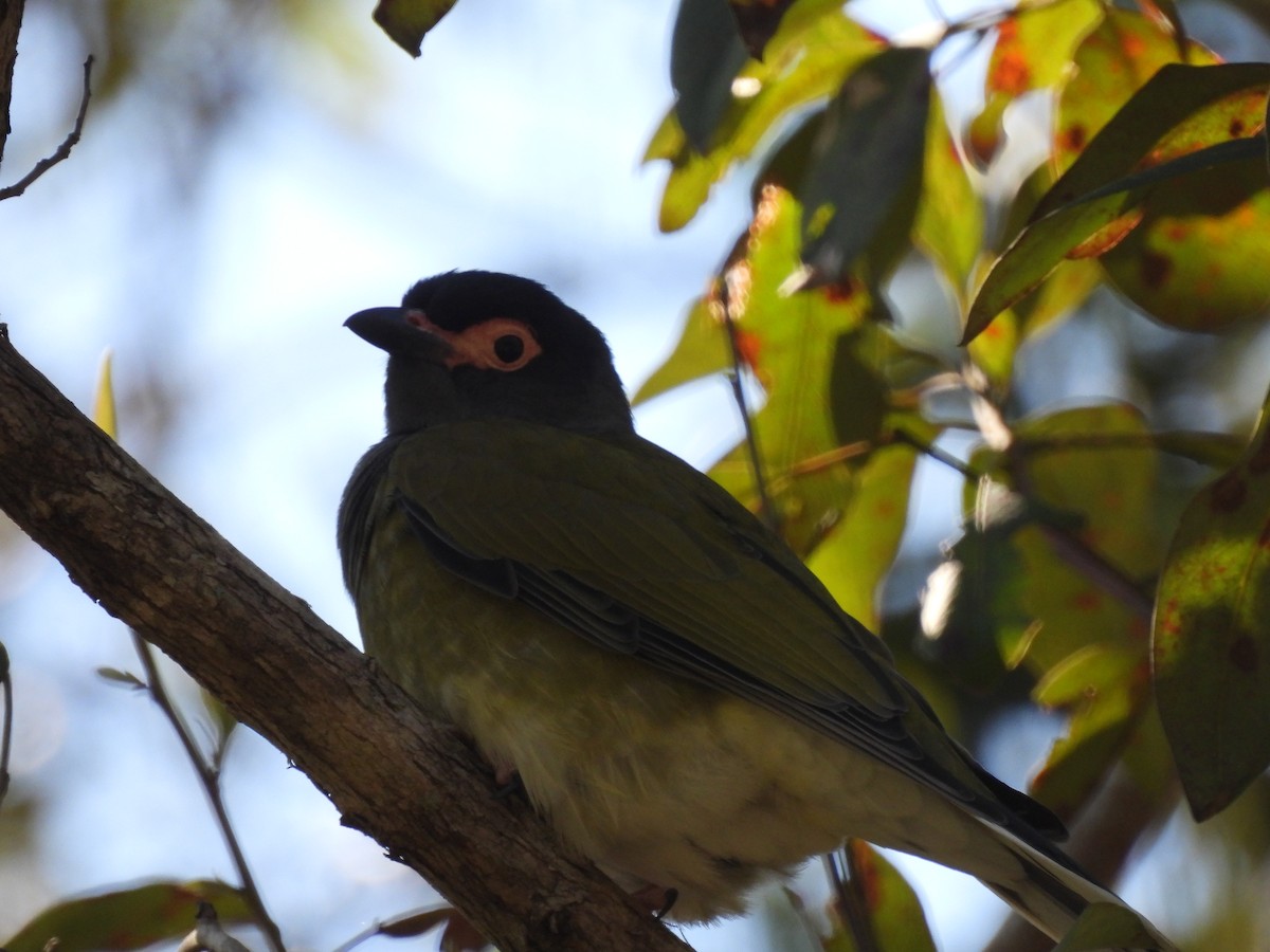Australasian Figbird - ML472134721