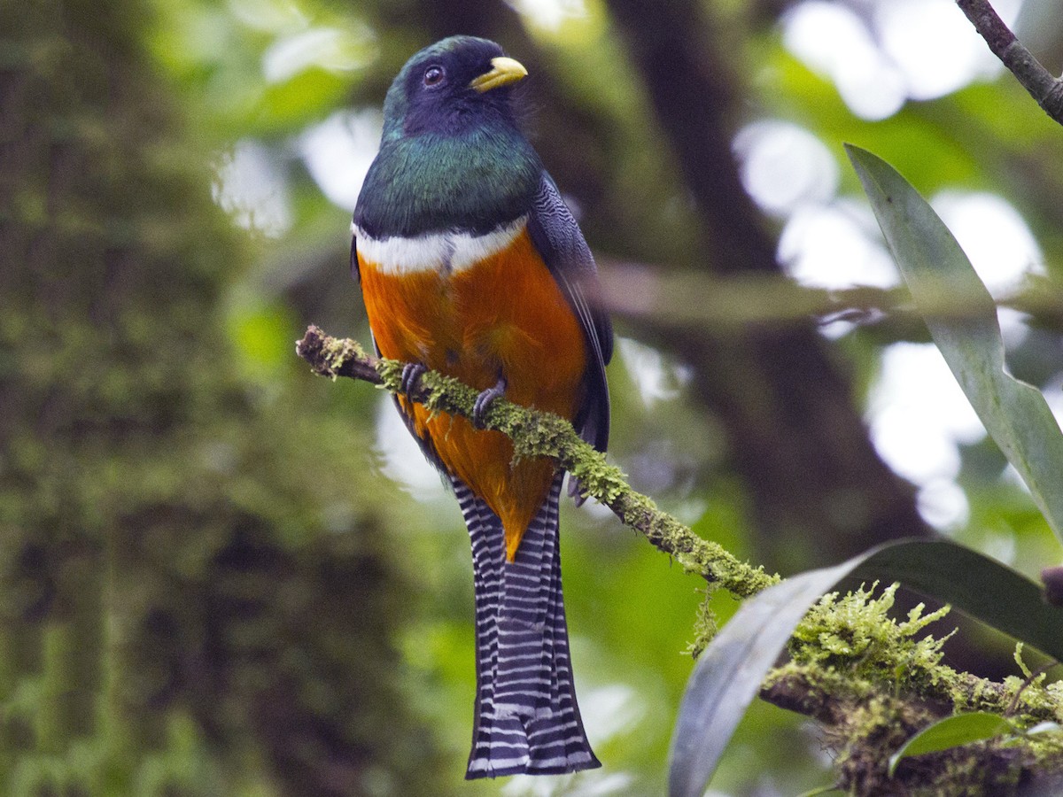 クビワキヌバネドリ（aurantiiventris／underwoodi） - eBird