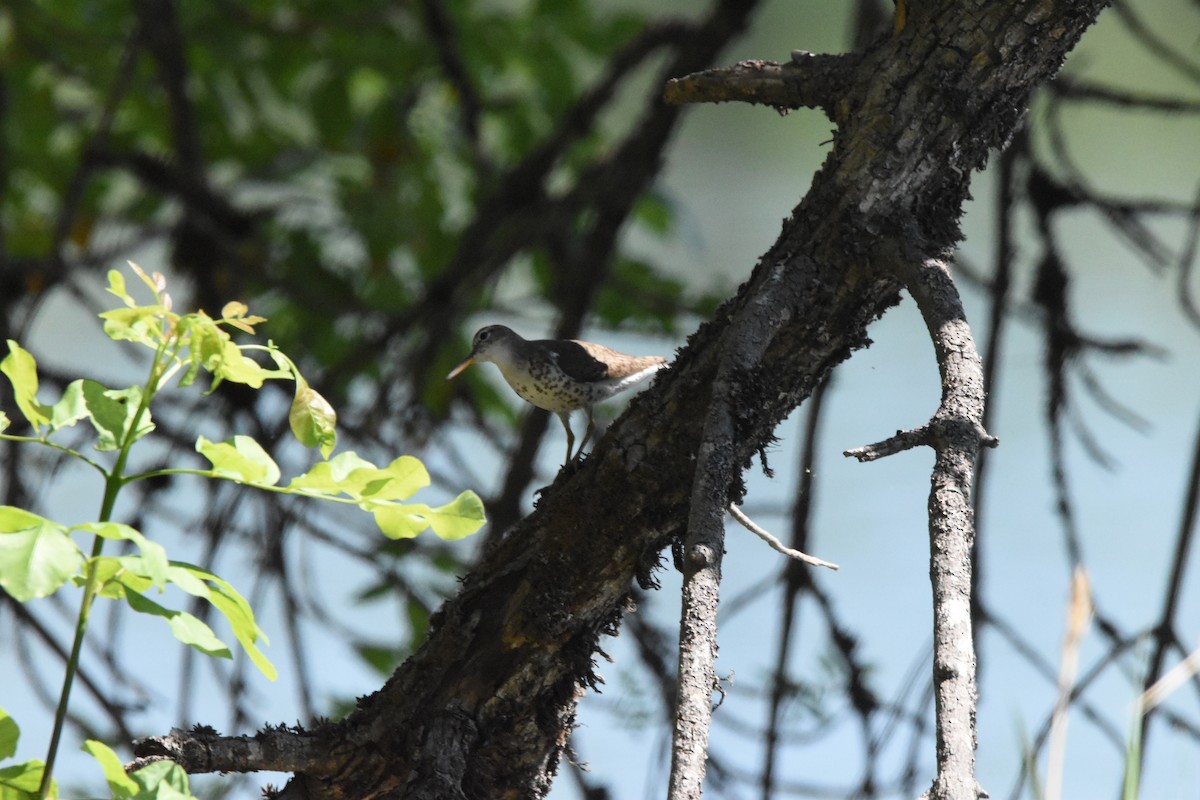 Spotted Sandpiper - ML472135591