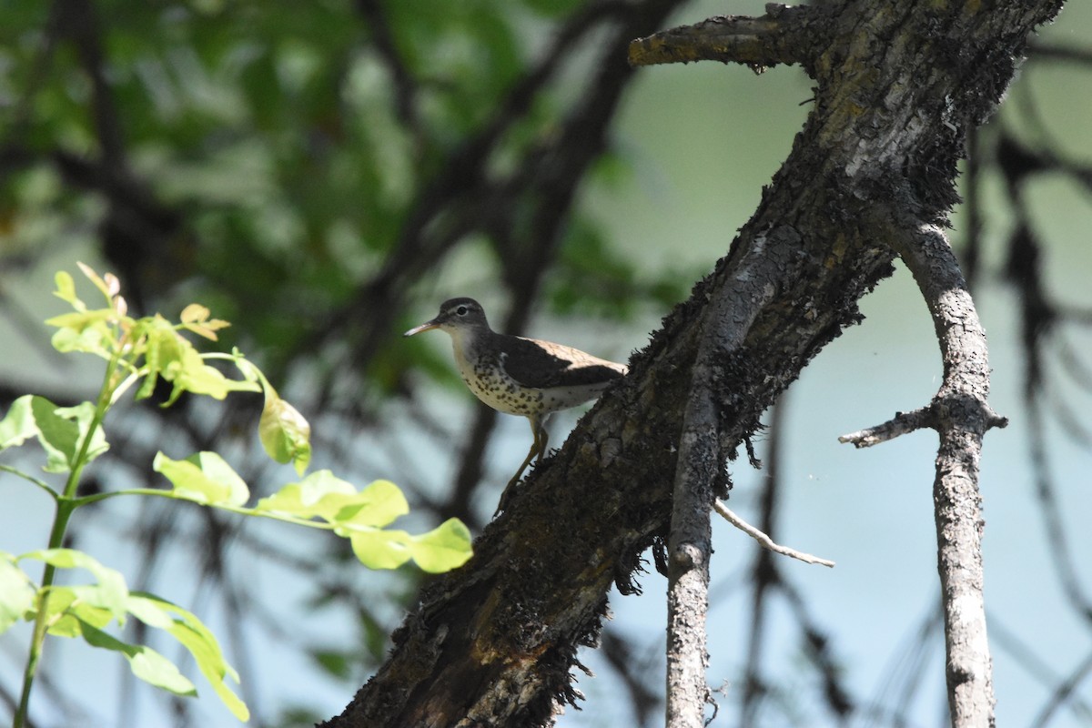 Spotted Sandpiper - ML472135621