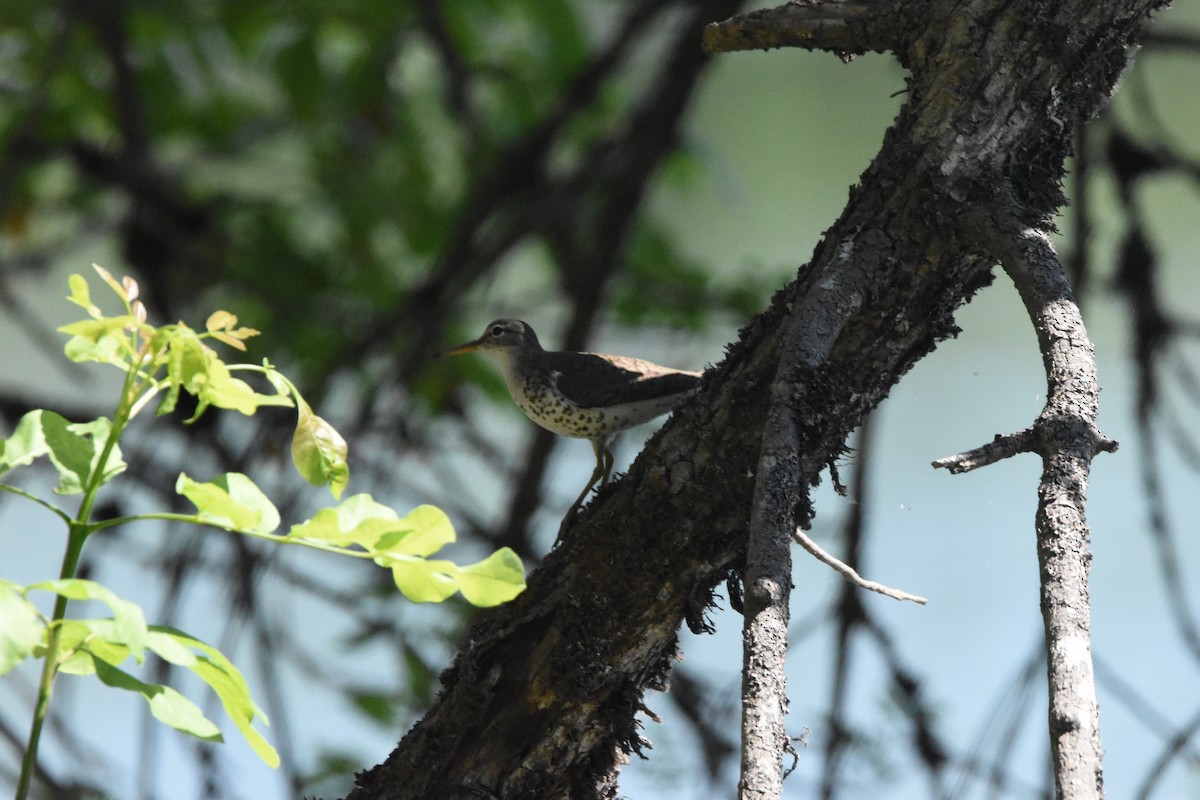 Spotted Sandpiper - ML472135781