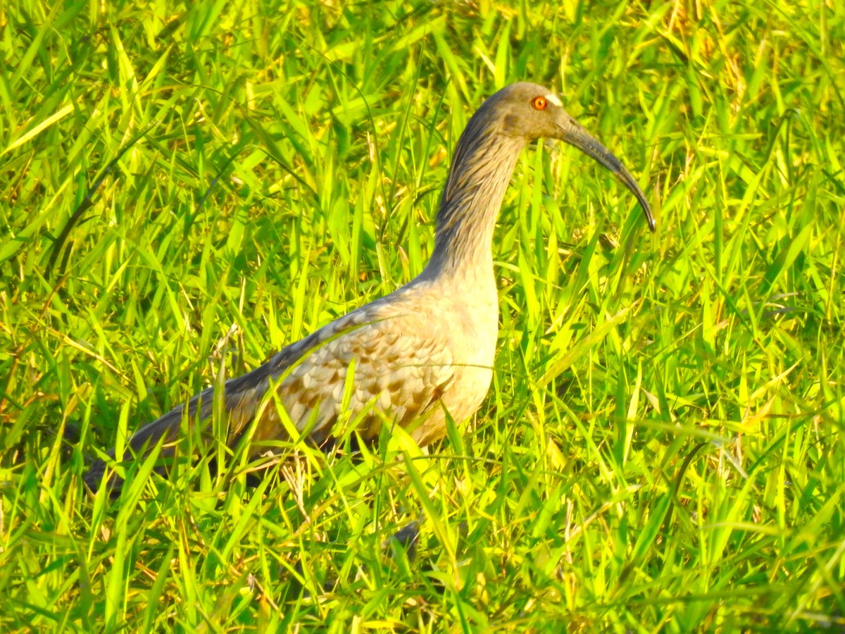 ibis běločelý - ML472136401