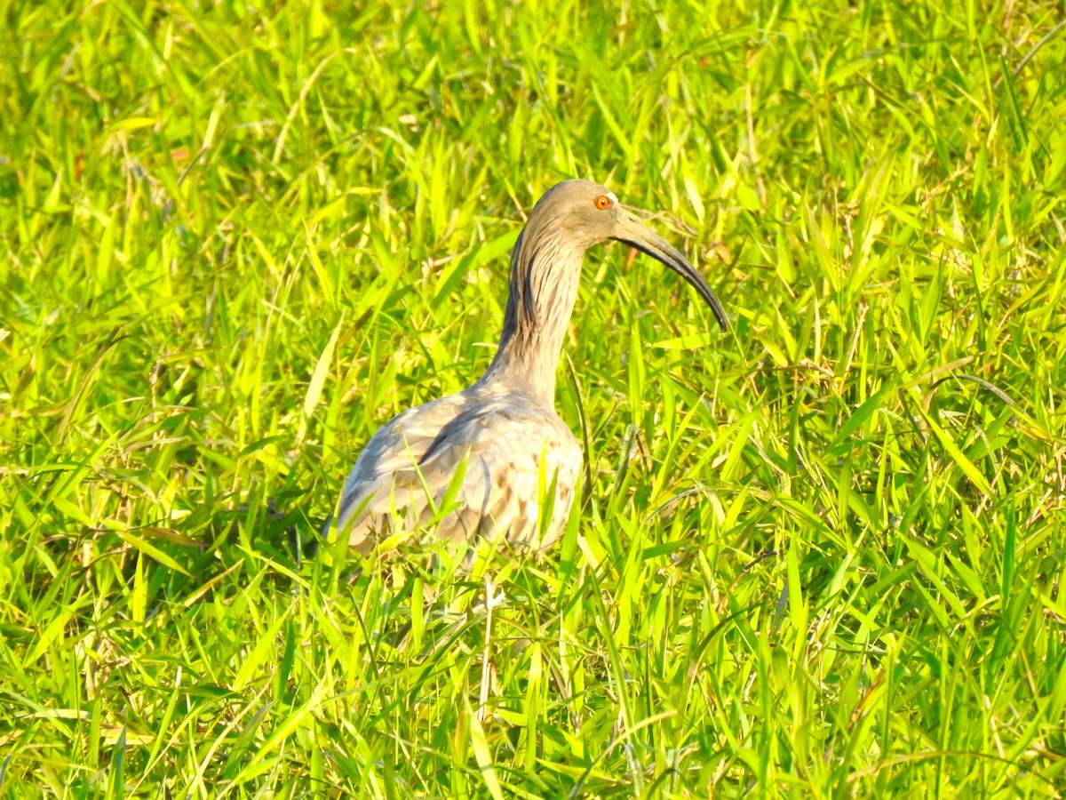 ibis běločelý - ML472136431