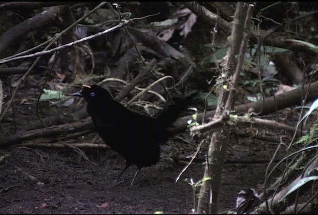 Wahnes's Parotia - ML472137