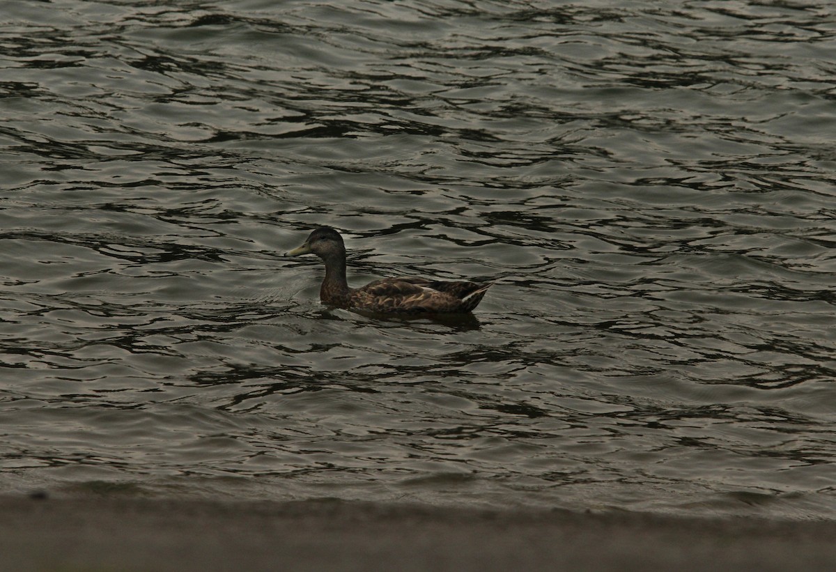 Canard colvert - ML472137701