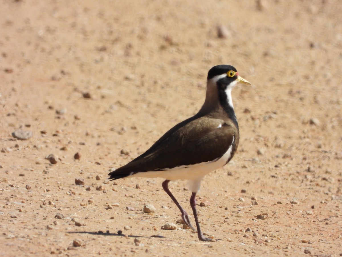 Banded Lapwing - ML472138811