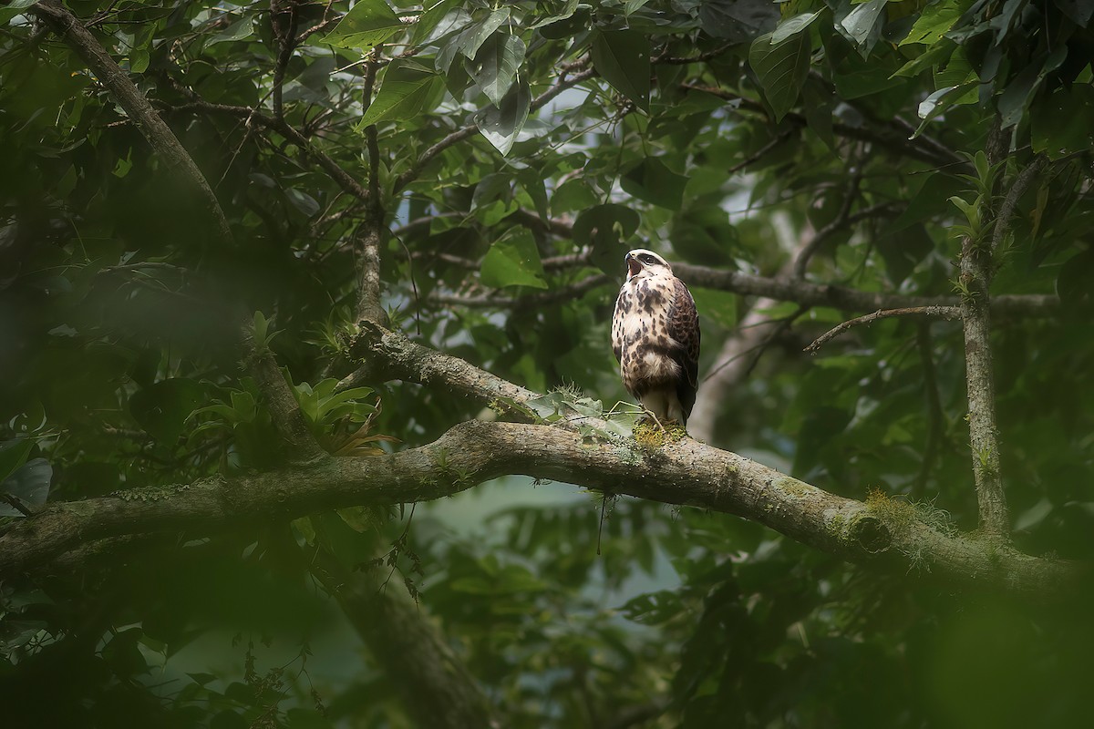 Gray-lined Hawk - Sebastián Montoya Calle