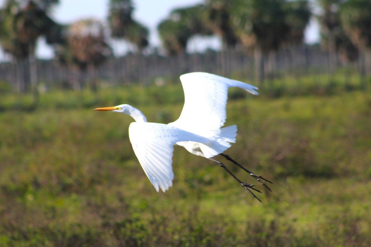 Great Egret - ML472138901