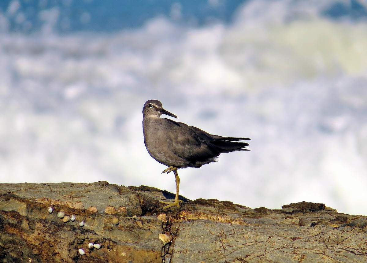 Wandering Tattler - ML47213961