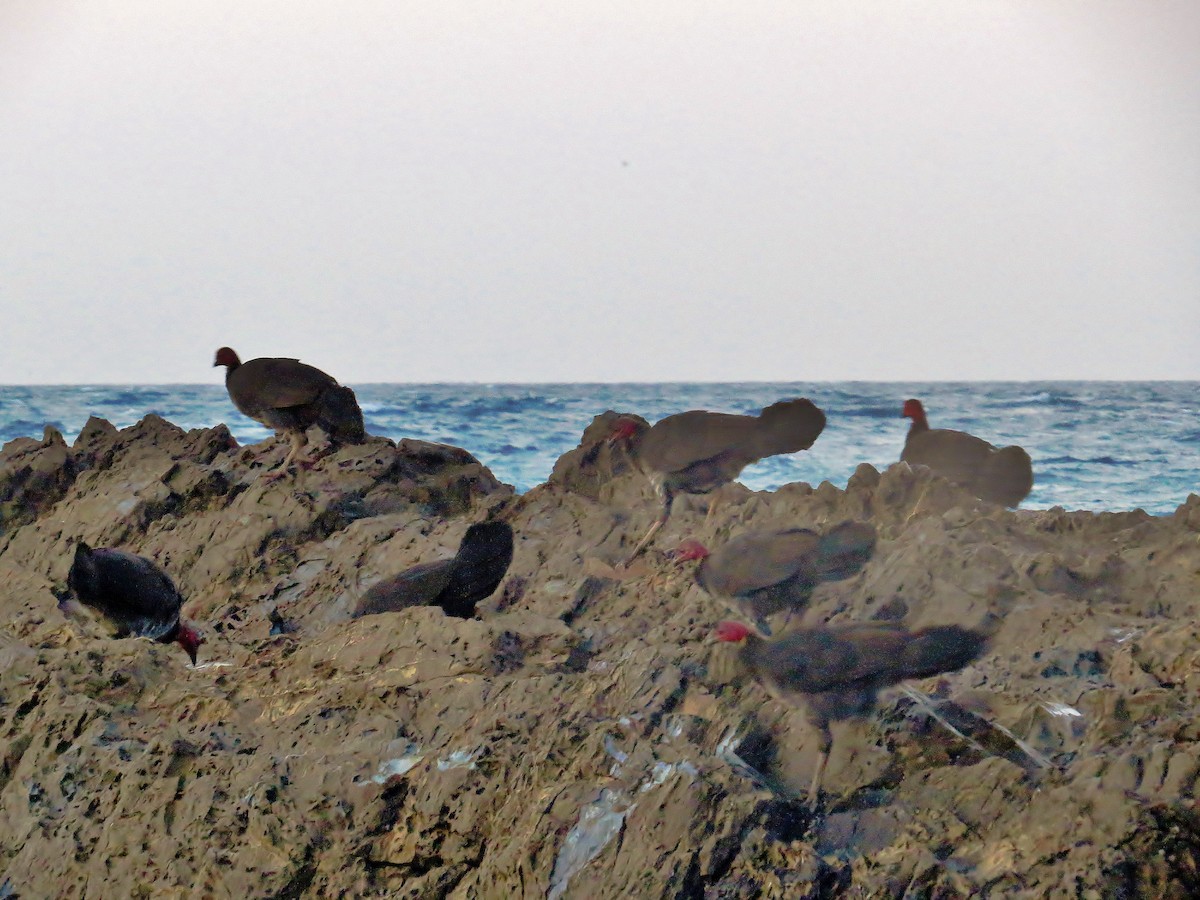 Australian Brushturkey - ML47213971