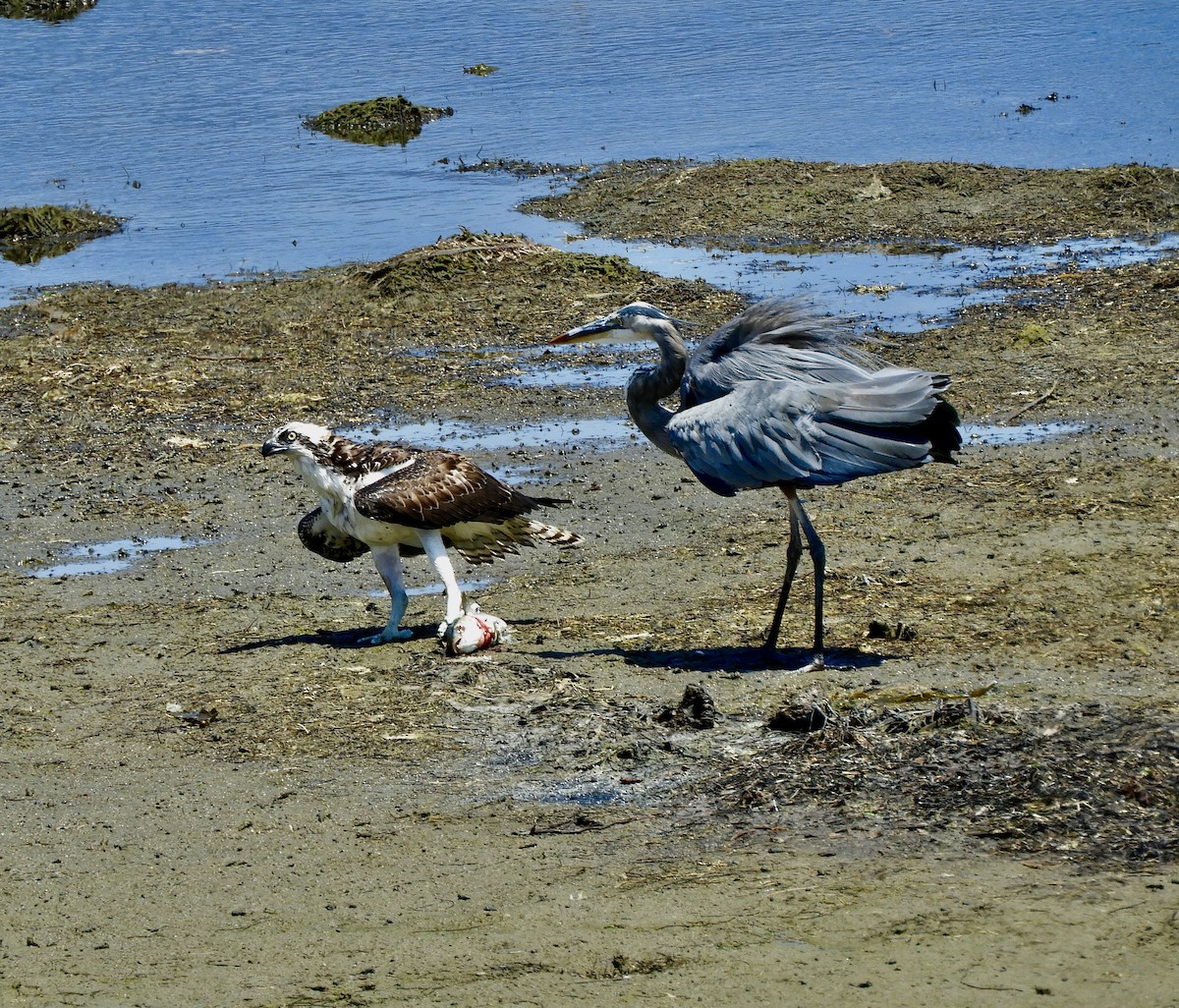 Águila Pescadora - ML472139791