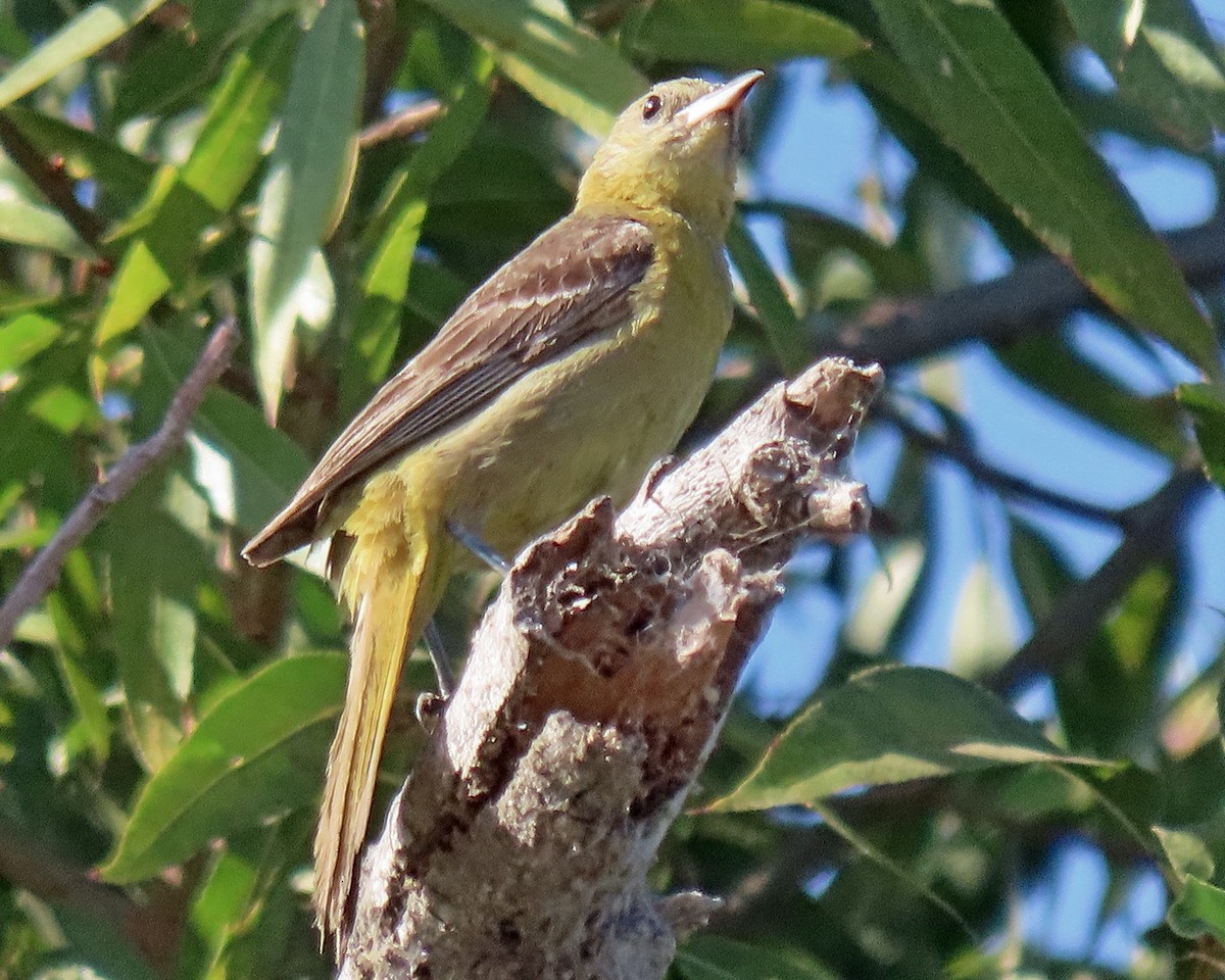 Hooded Oriole - greg slak