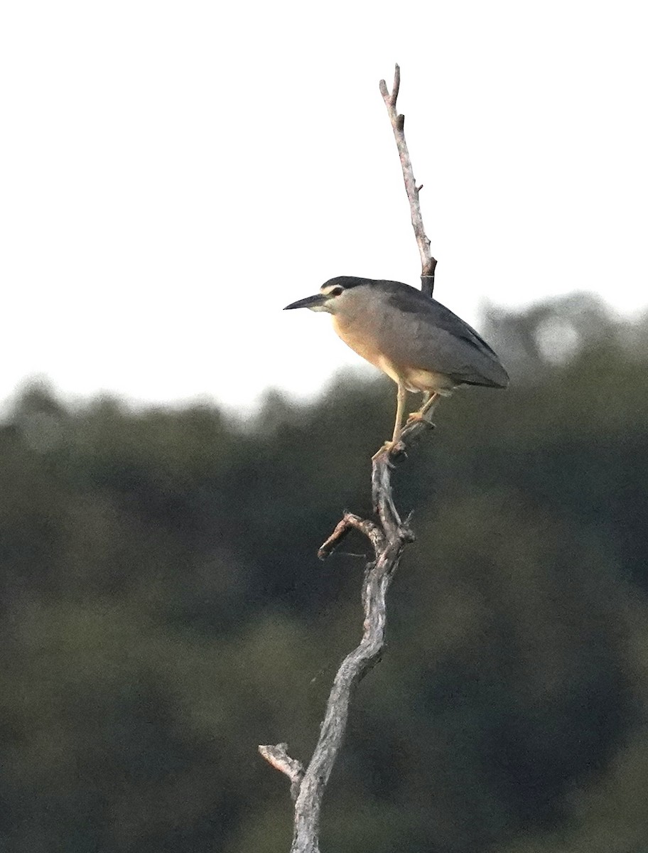 Black-crowned Night Heron - ML472140251