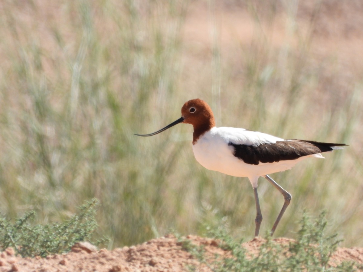 Red-necked Avocet - ML472140851