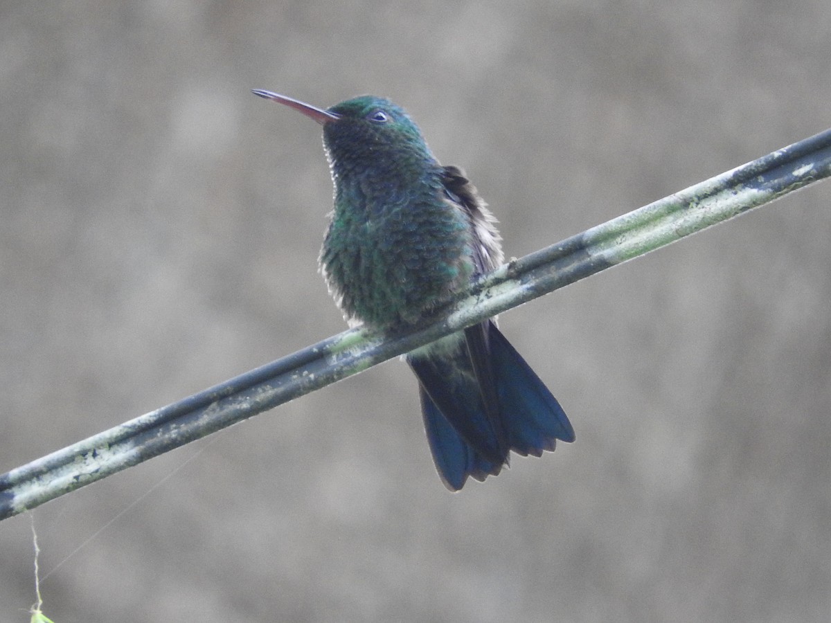 Blue-vented Hummingbird - Jose Bolaños