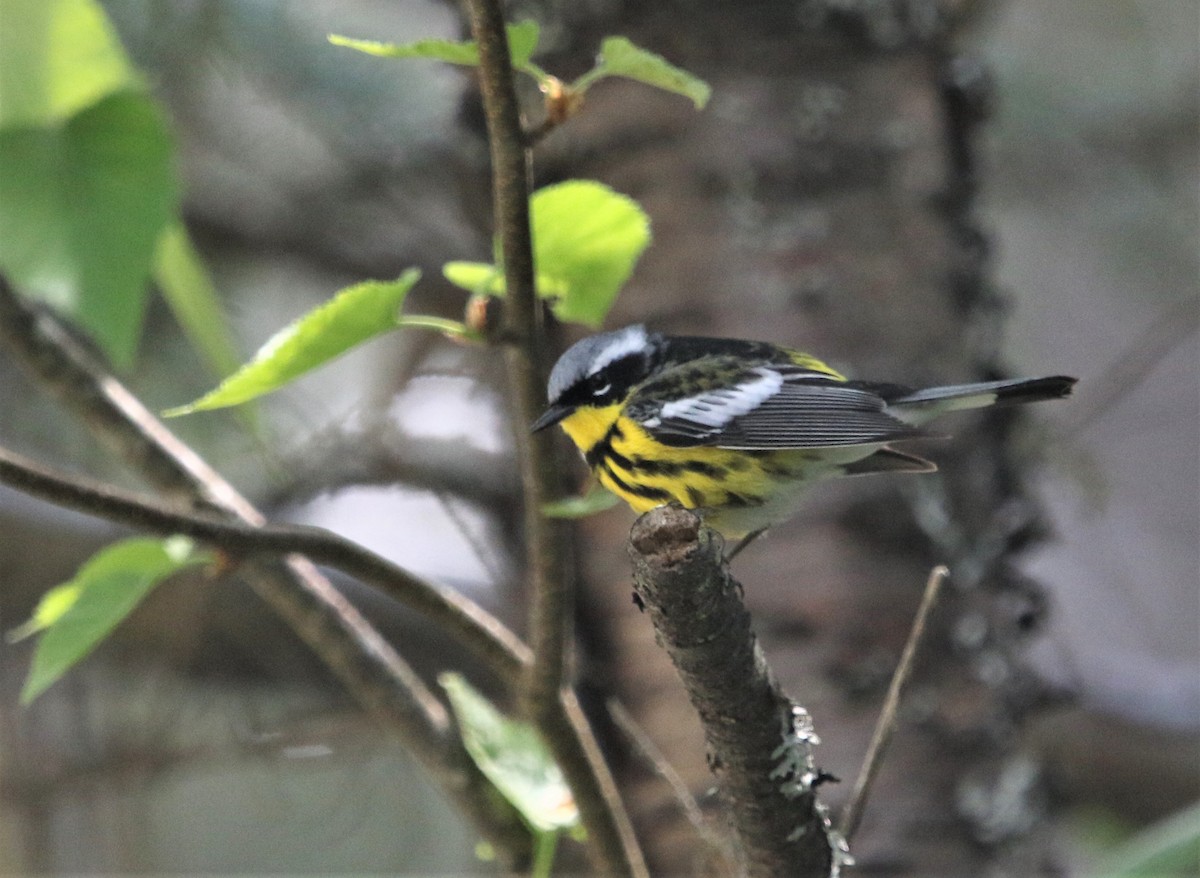 Magnolia Warbler - ML472142001