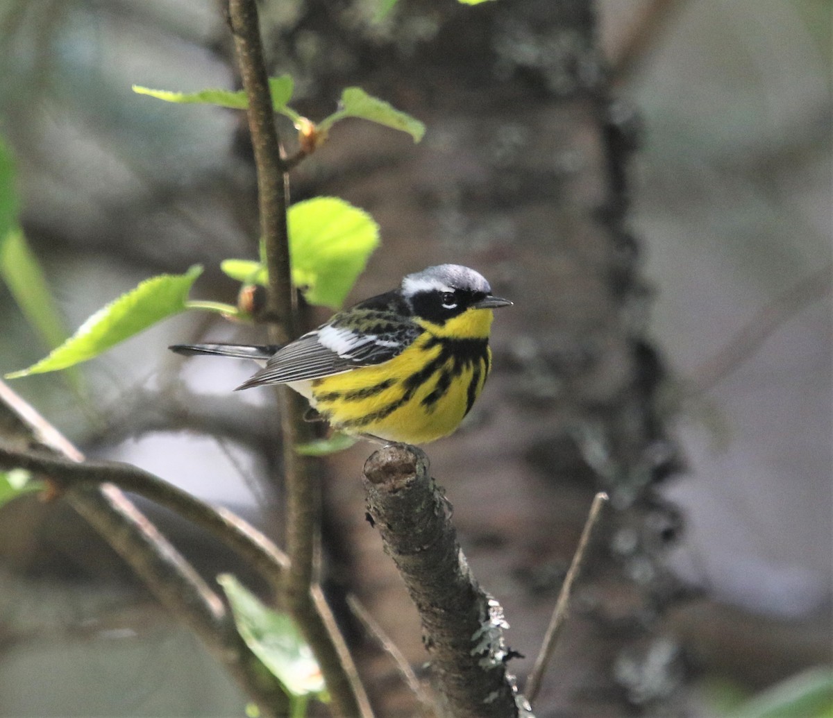 Magnolia Warbler - ML472142071