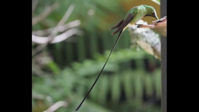 Black-tailed Trainbearer - ML472142241