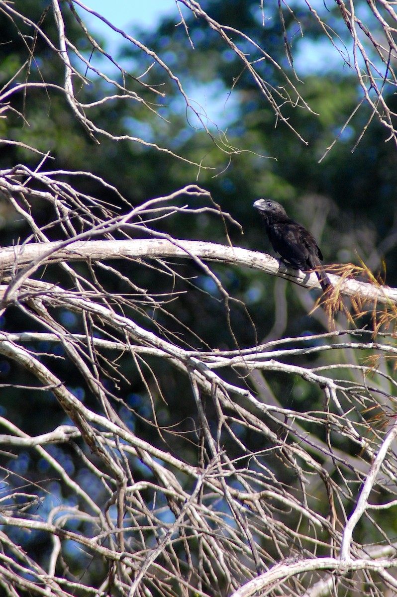 Smooth-billed Ani - ML47214251