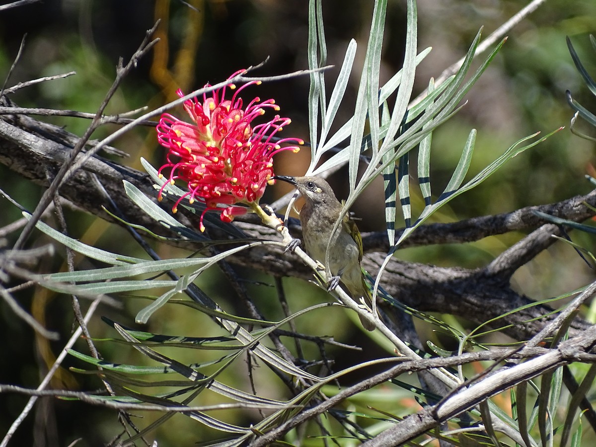 Brown Honeyeater - ML472143581