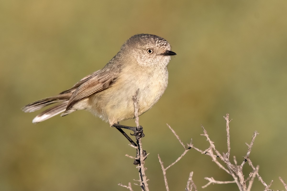 Slender-billed Thornbill - Hayley Alexander