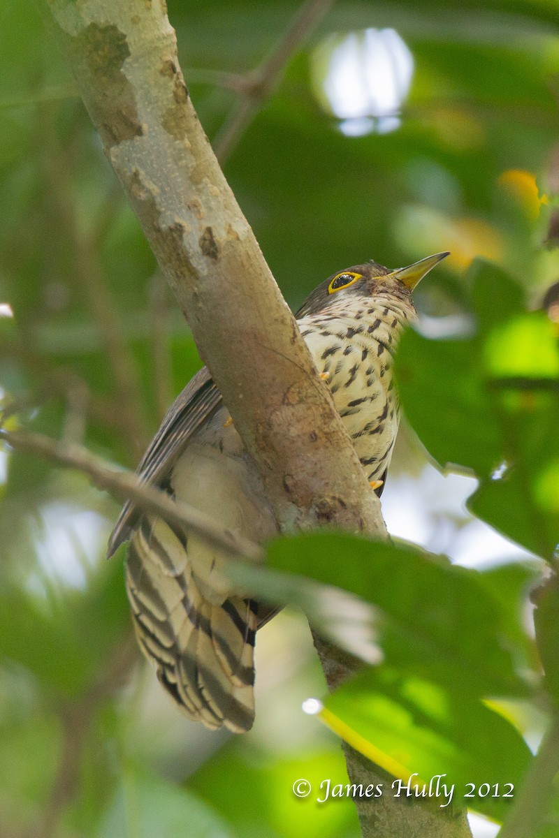 Moustached Hawk-Cuckoo - ML472145101